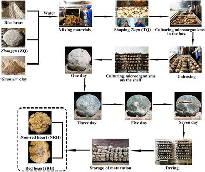 Study on microbial community of “green-covering” Tuqu and the effect of fortified autochthonous Monascus purpureus on the flavor components of light-aroma-type Baijiu